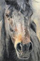 Wildlife And Nature Art - Wild Horse - Water Color Pastel Pencils
